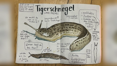 So spannend können Schnecken sein.  (Bild: Ella Krapf)