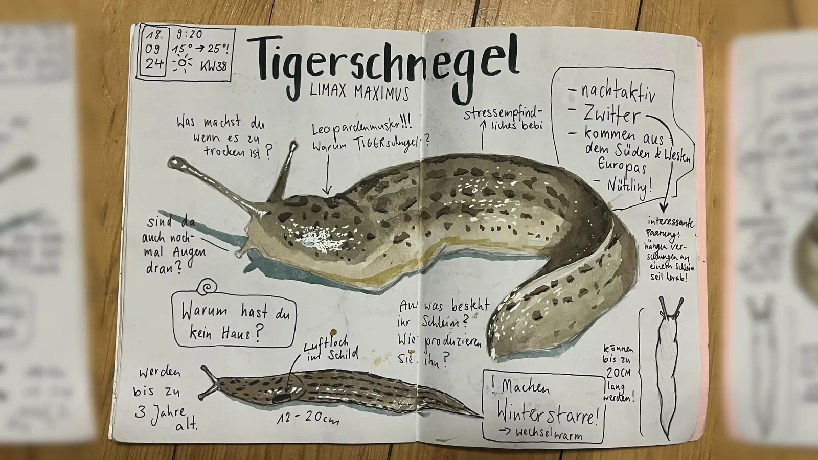 So spannend können Schnecken sein.  (Bild: Ella Krapf)